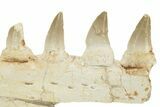 Fossil Mosasaur (Eremiasaurus?) Jaw Section - Morocco #220669-2